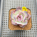 Echeveria 'Odette' 2" Succulent Plant Cutting