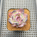Echeveria 'Odette' 2" Succulent Plant Cutting