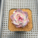 Echeveria 'Odette' 2" Succulent Plant Cutting