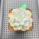 Graptoveria 'Bubble Cream' 2" Succulent Plant Cutting