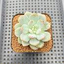 Graptoveria 'Bubble Cream' 2" Succulent Plant Cutting