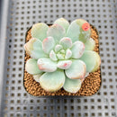 Graptoveria 'Bubble Cream' 2" Succulent Plant Cutting