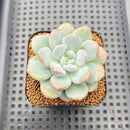 Graptoveria 'Bubble Cream' 2" Succulent Plant Cutting