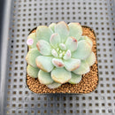 Graptoveria 'Bubble Cream' 2" Succulent Plant Cutting