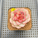 Echeveria 'Strawberry Cake' 2" New Hybrid Succulent Plant Cutting