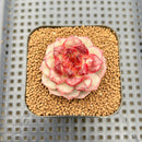 Echeveria 'Strawberry Cake' 2" New Hybrid Succulent Plant Cutting