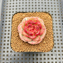 Echeveria 'Strawberry Cake' 2" New Hybrid Succulent Plant Cutting