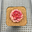 Echeveria 'Strawberry Cake' 2" New Hybrid Succulent Plant Cutting