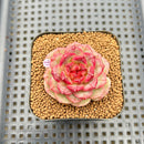 Echeveria 'Strawberry Cake' 2" New Hybrid Succulent Plant Cutting