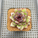 Echeveria 'Black Bear' 2" Succulent Plant Cutting