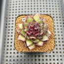 Echeveria 'Black Bear' 2" Succulent Plant Cutting