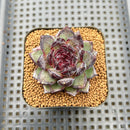 Echeveria 'Black Bear' 2" Succulent Plant Cutting