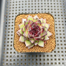 Echeveria 'Black Bear' 2" Succulent Plant Cutting
