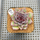 Echeveria 'Black Bear' 2" Succulent Plant Cutting