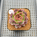 Echeveria 'Tarantula' 2" New Hybrid Succulent Plant Cutting