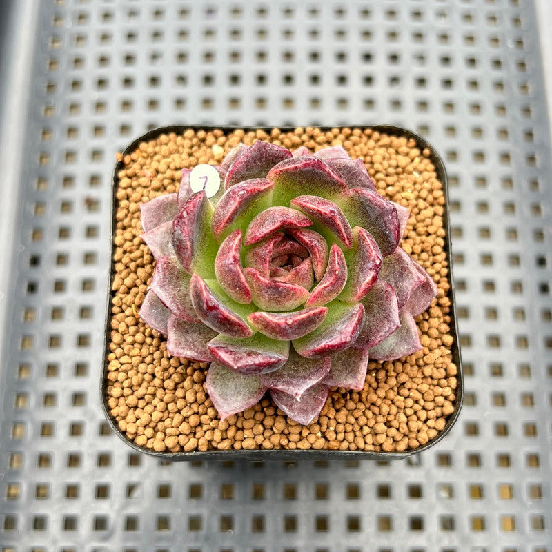 Echeveria 'Tarantula' 2