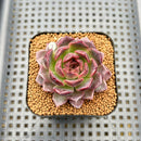 Echeveria 'Tarantula' 2" New Hybrid Succulent Plant Cutting