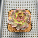 Echeveria 'Tarantula' 2" New Hybrid Succulent Plant Cutting