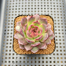 Echeveria 'Tarantula' 2" New Hybrid Succulent Plant Cutting