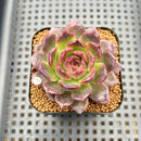 Echeveria 'Tarantula' 2" New Hybrid Succulent Plant Cutting