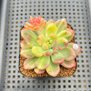 Pachyveria 'Paradox' Variegated 2" Succulent Plant Cutting