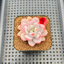 Echeveria 'Miss Jin' 2" Succulent Plant Cutting