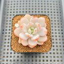 Echeveria 'Miss Jin' 2" Succulent Plant Cutting