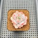 Echeveria 'Miss Jin' 2" Succulent Plant Cutting