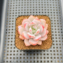 Echeveria 'Miss Jin' 2" Succulent Plant Cutting