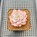 Echeveria 'Miss Jin' 2" Succulent Plant Cutting