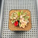 Echeveria 'Monocerotis' Variegated 2" Succulent Plant Cutting