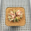 Echeveria 'Monocerotis' Variegated 2" Succulent Plant Cutting
