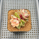 Echeveria 'Monocerotis' Variegated 2" Succulent Plant Cutting