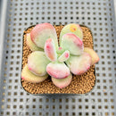 Pachyphytum 'Doctor Cornelius' 2" Succulent Plant Cutting