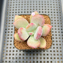 Pachyphytum 'Doctor Cornelius' 2" Succulent Plant Cutting