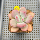 Pachyphytum 'Doctor Cornelius' 2" Succulent Plant Cutting