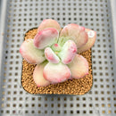 Pachyphytum 'Doctor Cornelius' 2" Succulent Plant Cutting