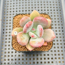 Pachyphytum 'Doctor Cornelius' 2" Succulent Plant Cutting