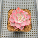 Echeveria 'Pink Harin' Variegated 2" Succulent Plant Cutting