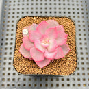 Echeveria 'Pink Harin' Variegated 2" Succulent Plant Cutting