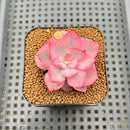 Echeveria 'Pink Harin' Variegated 2" Succulent Plant Cutting