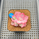 Echeveria 'Pink Harin' Variegated 2" Succulent Plant Cutting