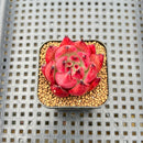 Echeveria Agavoides sp. 1"-2" Succulent Plant Cutting