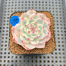 Echeveria Chihuahuaensis Variegated 2" Succulent Plant Cutting