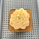Echeveria 'Maitreya' 2" Succulent Plant Cutting