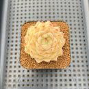 Echeveria 'Maitreya' 2" Succulent Plant Cutting