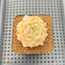 Echeveria 'Maitreya' 2" Succulent Plant Cutting
