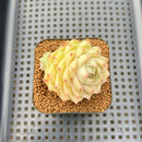 Echeveria 'Maitreya' 2" Succulent Plant Cutting