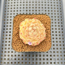 Echeveria 'Maitreya' 2" Succulent Plant Cutting