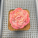 Echeveria 'Ice Queen' 2" Succulent Plant Cutting